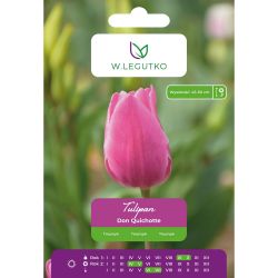 Tulipán - Don Quichotte - Triumph - růžový - 5 ks. - Cibule a oddenky - W. Legutko