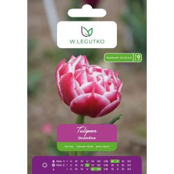 Tulipán - Drumline - pozdní - plný - bílý a červený - 4 ks. - Cibule a oddenky - W. Legutko Tulipán - Drumline - pozdní - plný - bílý a červený - 4 ks. - Cibule a oddenky - W. Legutko