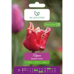Tulipán - Elegant Crown - Triumph - bílá a červená - 4 ks. - Cibule a oddenky - W. Legutko