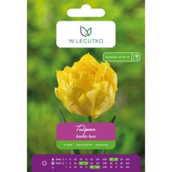Tulipán - Exotic Sun - zubatý - žlutý - 4 ks. - Cibule a oddenky - W. Legutko