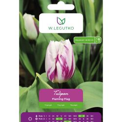 Tulipán - Flaming Flag - Triumph - fialová a bílá - 5 ks. - Cibule a oddenky - W. Legutko
