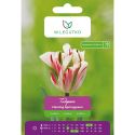 Tulipán - Flaming Springgreen - Viridiflora - červená a bílá - 4 ks. - Cibule a oddenky - W. Legutko