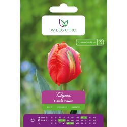 Tulipán - Flower Power - papoušek - oranžový - 4 ks. - Cibule a oddenky - W. Legutko Tulipán - Flower Power - papoušek - oranžový - 4 ks. - Cibule a oddenky - W. Legutko