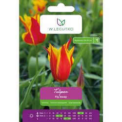 Tulipán - Fly Away - ve tvaru lila - červený se žlutým okrajem - 5 ks. - Cibule a oddenky - W. Legutko Tulipán - Fly Away - ve tvaru lila - červený se žlutým okrajem - 5 ks. - Cibule a oddenky - W. Legutko