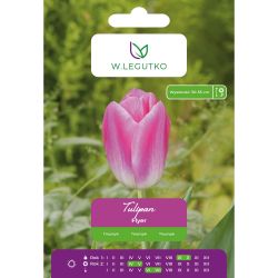 Tulipán - Leták - Triumph - růžový se žlutým dnem - 5 ks. - Cibule a oddenky - W. Legutko Tulipán - Leták - Triumph - růžový se žlutým dnem - 5 ks. - Cibule a oddenky - W. Legutko