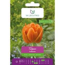 Tulipán - Freeman - plný - pozdní - žlutofialový - 5 ks. - Cibule a oddenky - W. Legutko Tulipán - Freeman - plný - pozdní - žlutofialový - 5 ks. - Cibule a oddenky - W. Legutko