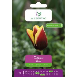 Tulipán - Gavota - Triumph - karmínová se žlutým okrajem - 5 ks. - Cibule a oddenky - W. Legutko