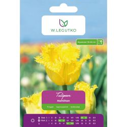 Tulipán - Hamilton - zubatý - žlutý - 4 ks. - Cibule a oddenky - W. Legutko Tulipán - Hamilton - zubatý - žlutý - 4 ks. - Cibule a oddenky - W. Legutko
