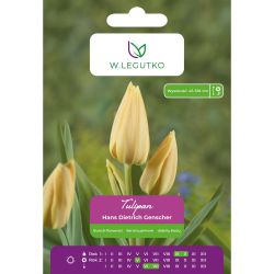 Tulipán - Hans Dietrich Genscher - mnohokvětý - žlutý - 4 ks. - Cibule a oddenky - W. Legutko