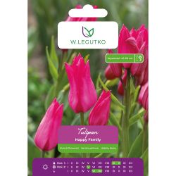 Tulipán - Happy Family - mnohokvětý - růžový - 4 ks. - Cibule a oddenky - W. Legutko Tulipán - Happy Family - mnohokvětý - růžový - 4 ks. - Cibule a oddenky - W. Legutko