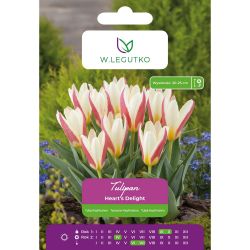 Tulipán - Heart`s Delight - Kaufmann - bílá a růžová - 5 ks. - Cibule a oddenky - W. Legutko