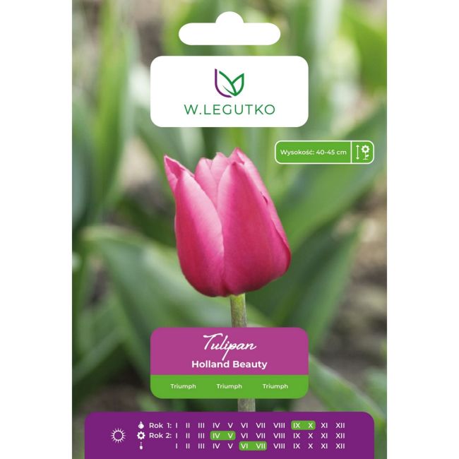Tulipán - Holland Beauty - Triumph - růžový - 5 ks. - Cibule a oddenky - W. Legutko