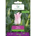 Tulipán - Holland Chic - ve tvaru lila - bílý s růžovými pruhy - 5 ks. - Cibule a oddenky - W. Legutko