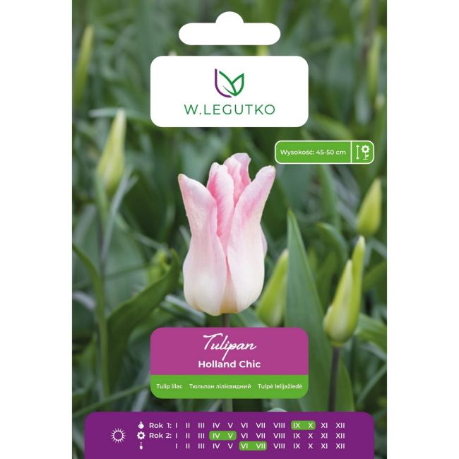 Tulipán - Holland Chic - ve tvaru lila - bílý s růžovými pruhy - 5 ks. - Cibule a oddenky - W. Legutko Tulipán - Holland Chic - ve tvaru lila - bílý s růžovými pruhy - 5 ks. - Cibule a oddenky - W. Legutko
