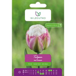 Tulipán - Zmrzlina - plný - pozdní - růžový - 1 ks. - Cibule a oddenky - W. Legutko