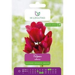 Tulipán - Inferno - vícekvětý - červený - 4 ks. - Cibule a oddenky - W. Legutko