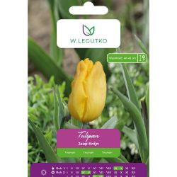 Tulipán - Jaap Knijn - Triumph - žlutý - 5 ks. - Cibule a oddenky - W. Legutko Tulipán - Jaap Knijn - Triumph - žlutý - 5 ks. - Cibule a oddenky - W. Legutko