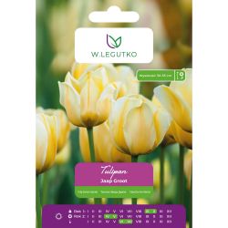 Tulipán - Jaap Groot - hybridy Darwin - krémově žlutá - 5 ks. - Cibule a oddenky - W. Legutko