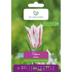 Tulipán - Marilyn - lila - červená a bílá - 5 ks. - Cibule a oddenky - W. Legutko Tulipán - Marilyn - lila - červená a bílá - 5 ks. - Cibule a oddenky - W. Legutko