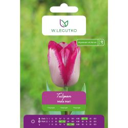 Tulipán - Mata Hari - Triumph - bílý s růžovým okrajem - 5 ks. - Cibule a oddenky - W. Legutko Tulipán - Mata Hari - Triumph - bílý s růžovým okrajem - 5 ks. - Cibule a oddenky - W. Legutko