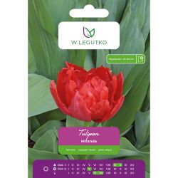 Tulipán - Miranda - plný - pozdní - červený - 5 ks. - Cibule a oddenky - W. Legutko Tulipán - Miranda - plný - pozdní - červený - 5 ks. - Cibule a oddenky - W. Legutko