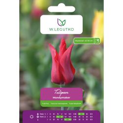 Tulipán - Moneymaker - lila - červená - 5 ks. - Cibule a oddenky - W. Legutko Tulipán - Moneymaker - lila - červená - 5 ks. - Cibule a oddenky - W. Legutko