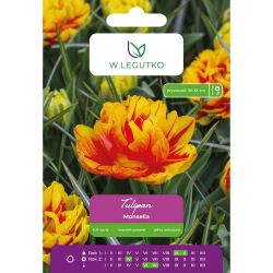 Tulipán - Monsella - plný - raný - červenožlutý - 5 ks. - Cibule a oddenky - W. Legutko