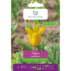 Tulipán - Moonshine - lila - žlutá - 5 ks. - Cibule a oddenky - W. Legutko Tulipán - Moonshine - lila - žlutá - 5 ks. - Cibule a oddenky - W. Legutko