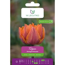 Tulipán - Orange Princess - plný - pozdní - oranžový - 5 ks. - Cibule a oddenky - W. Legutko