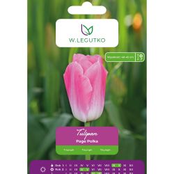 Tulipán - Page Polka - Triumph - bílá a růžová - 5 ks. - Cibule a oddenky - W. Legutko
