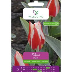 Tulipán - Plaisir - Greiga - šarlatový se žlutým okrajem - 5 ks. - Cibule a oddenky - W. Legutko