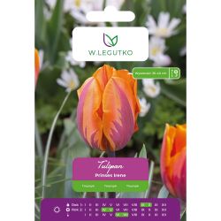 Tulipán - Prinses Irene - Triumph - oranžový s hnědými pruhy - 5 ks. - Cibule a oddenky - W. Legutko
