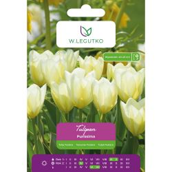 Tulipán - Purissima - Fostera - bílý - 5 ks. - Cibule a oddenky - W. Legutko