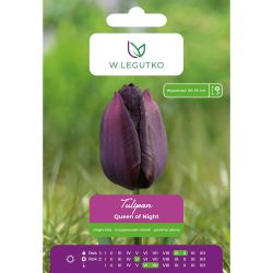 Tulipán - Queen of Night - single - late - black - 5 ks. - Cibule a oddenky - W. Legutko