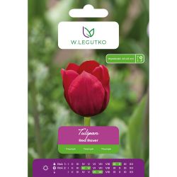 Tulipán - Red Rover - Triumph - červený - 5 ks. - Cibule a oddenky - W. Legutko