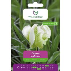 Tulipán - Super Parrot - Papoušek - bílý - 4 ks. - Cibule a oddenky - W. Legutko