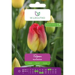 Tulipán - Suncatcher - Triumph - žluto-červený - 4 ks. - Cibule a oddenky - W. Legutko