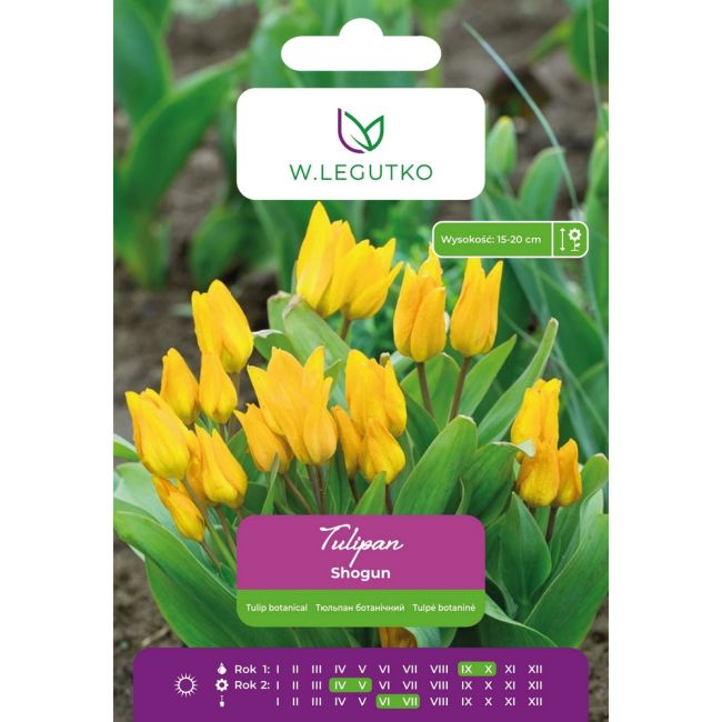 Botanický tulipán - Shogun - mnohokvětý - žlutooranžový - 5 ks. - Cibule a oddenky - W. Legutko Botanický tulipán - Shogun - mnohokvětý - žlutooranžový - 5 ks. - Cibule a oddenky - W. Legutko