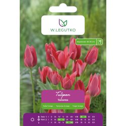 Tulipán - Toronto - Greiga - rumělka červená - 5 ks. - Cibule a oddenky - W. Legutko