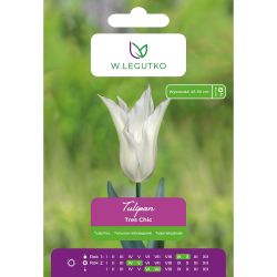 Tulipán - Tres Chic - lila - bílá - 5 ks. - Cibule a oddenky - W. Legutko