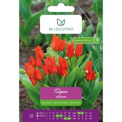 Botanický tulipán - Unicum - vícekvětý - oranžovočervený - 5 ks. - Cibule a oddenky - W. Legutko Botanický tulipán - Unicum - vícekvětý - oranžovočervený - 5 ks. - Cibule a oddenky - W. Legutko