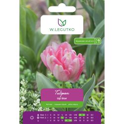 Tulipán - Up Star - pozdní - plný - světle růžový - 5 ks. - Cibule a oddenky - W. Legutko