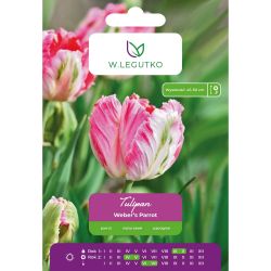 Tulipán - Weberův papoušek - papoušek - bílý a růžový - 4 ks. - Cibule a oddenky - W. Legutko