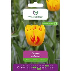 Tulipán - Washington - Triumph - žlutý s červenými pruhy - 5 ks. - Cibule a oddenky - W. Legutko