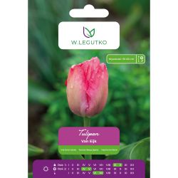 Tulipán - Van Eijk - hybridy Darwin - růžový - 5 ks. - Cibule a oddenky - W. Legutko