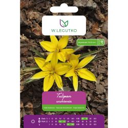 Botanický tulipán - Urumiensis - vícekvětý - zlatožlutý - 7 ks. - Cibule a oddenky - W. Legutko
