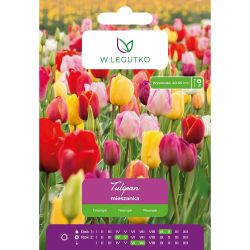 Tulipán - Triumph - mix - 5 ks. - Cibule a oddenky - W. Legutko