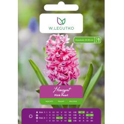 Hyacint - Pink Pearl - pink - 2 ks. - Cibule a oddenky - W. Legutko Hyacint - Pink Pearl - pink - 2 ks. - Cibule a oddenky - W. Legutko