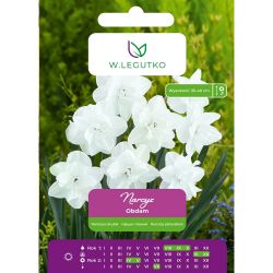 Narcis - Obdam - plný - bílý - 4 ks. - Cibule a oddenky - W. Legutko Narcis - Obdam - plný - bílý - 4 ks. - Cibule a oddenky - W. Legutko