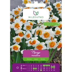Narcis - Parisienne - Split Corona - krémově-oranžová - 4 ks. - Cibule a oddenky - W. Legutko Narcis - Parisienne - Split Corona - krémově-oranžová - 4 ks. - Cibule a oddenky - W. Legutko